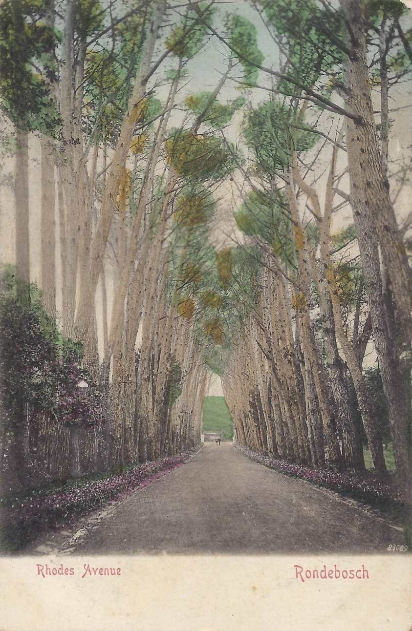 Rhodes Avenue Rondebosch