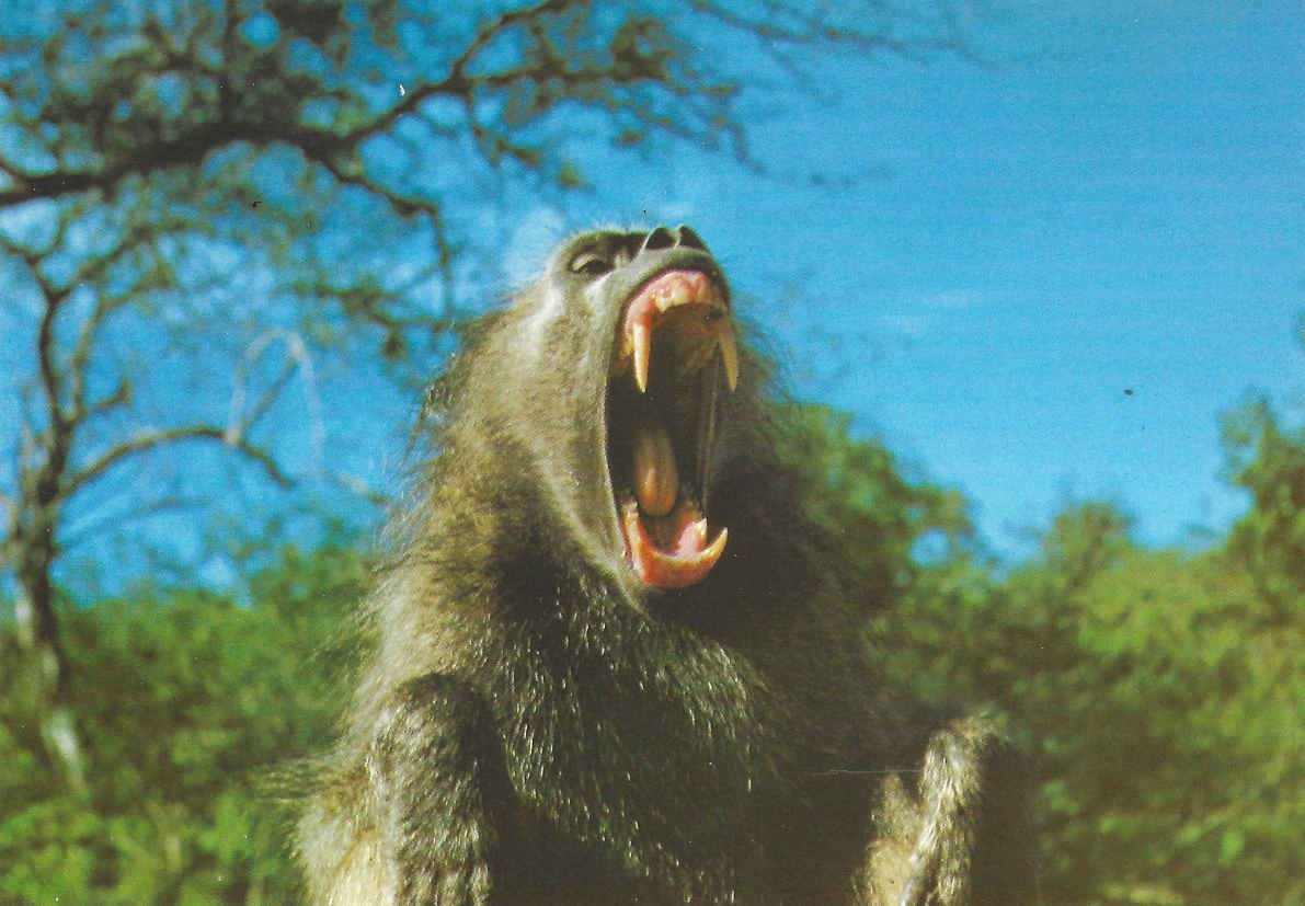 Chacma bobbejaan_Papio ursinus