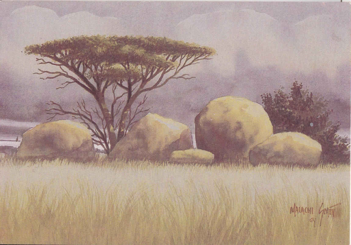 Umbrella Tree, Eastern Transvaal
