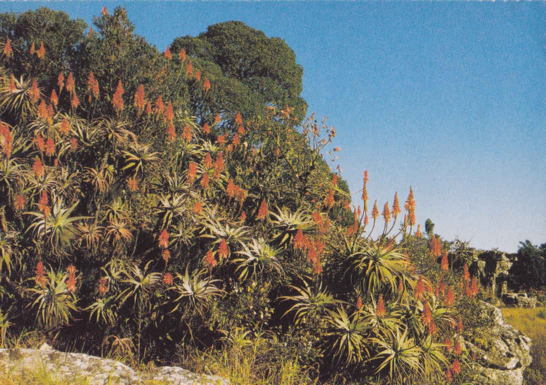 Aloe Arborescens, Eastern Transvaal