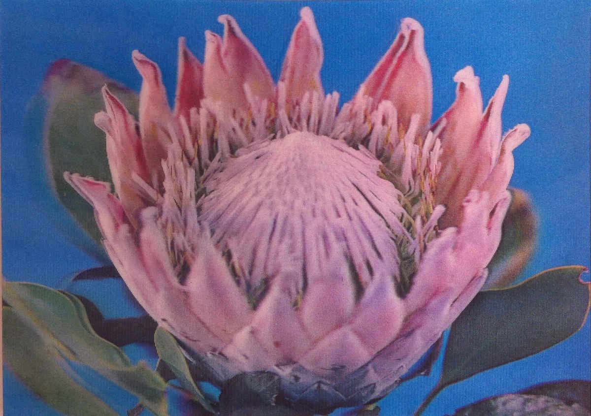Reuse-suikerbos (Ki P. cynaroides