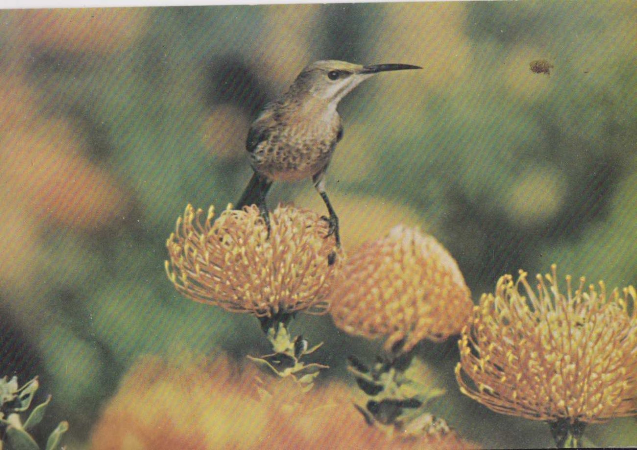 Sugarbird sitting on pincushion (Leucospernum)