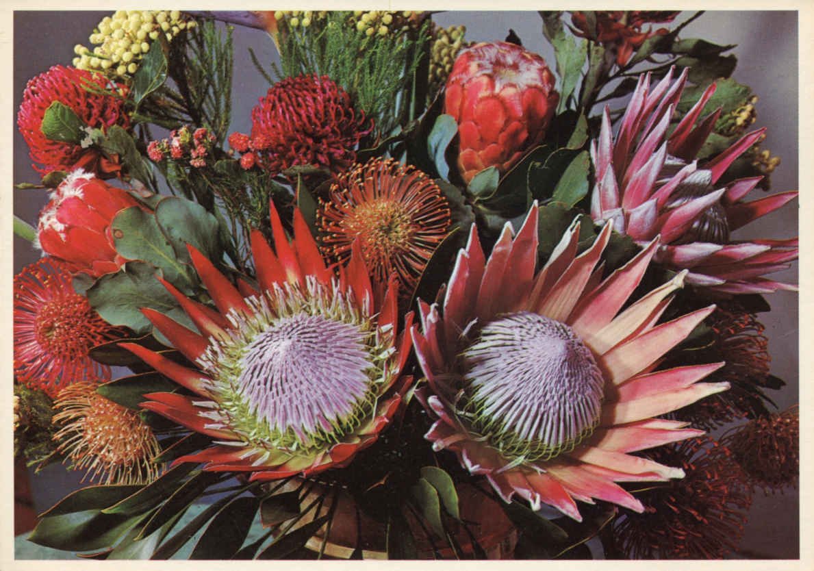 Proteas