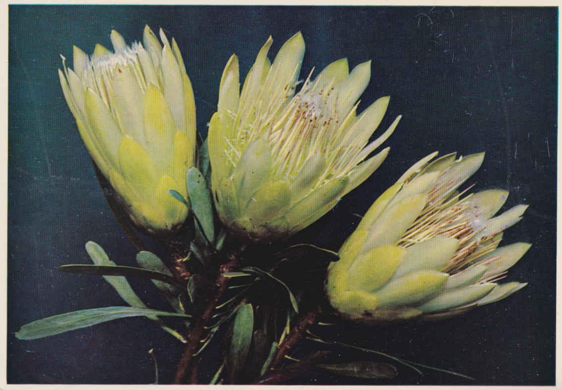 Protea Repens - Suikerbos