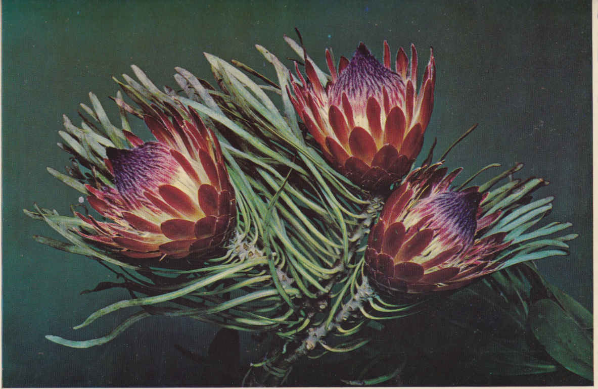 Protea Minor