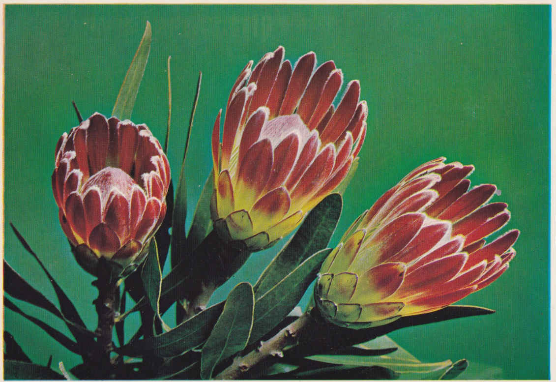 Protea Compacta - Botrivierprotea