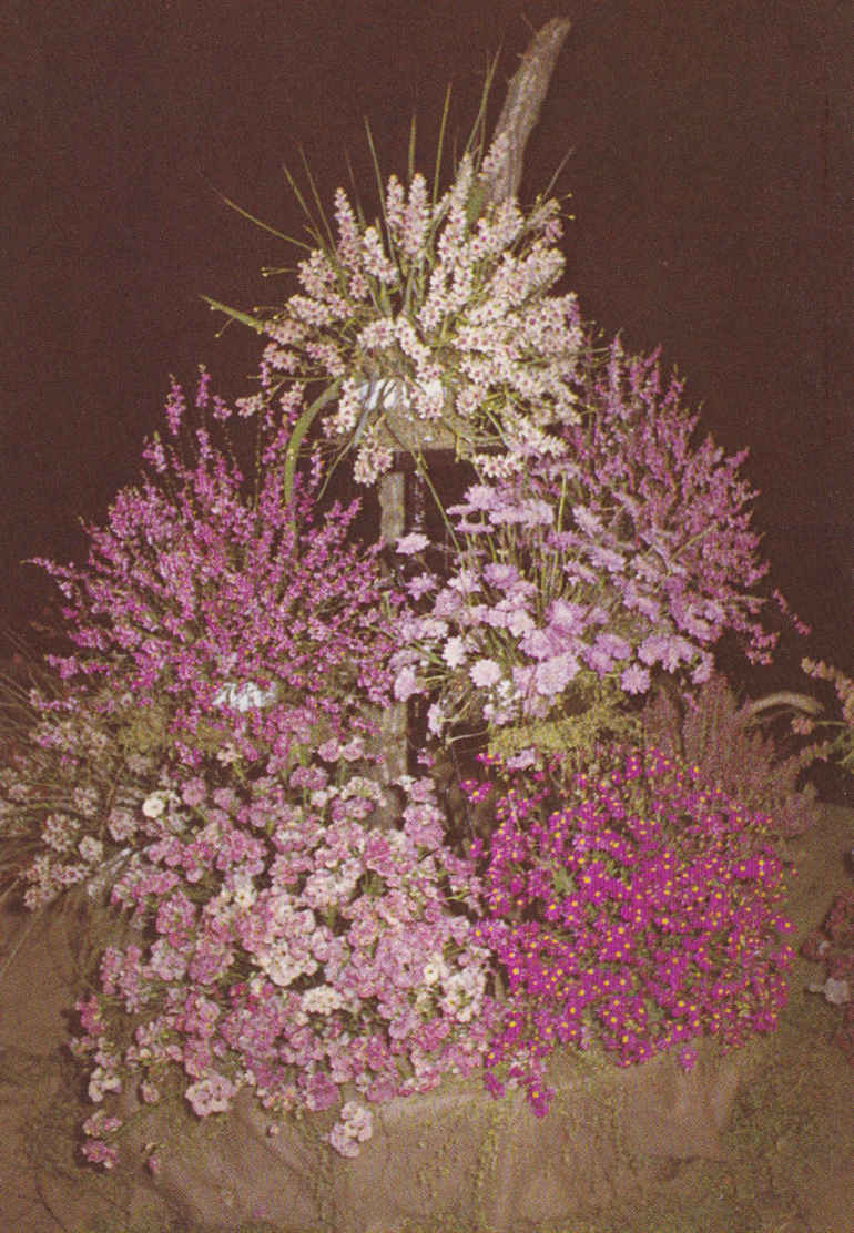 Dipidax, Agretjie, Scabiosa, Balsem mienie, Cineraria