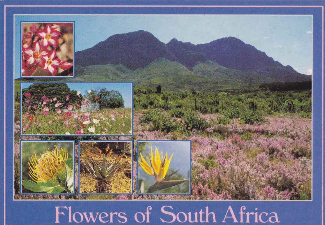 Flowers of South Africa