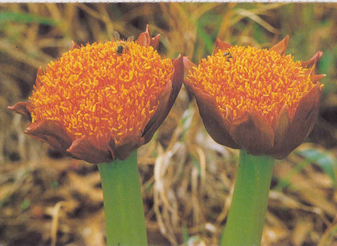 Bloedlelie Scadoxus Puniceus