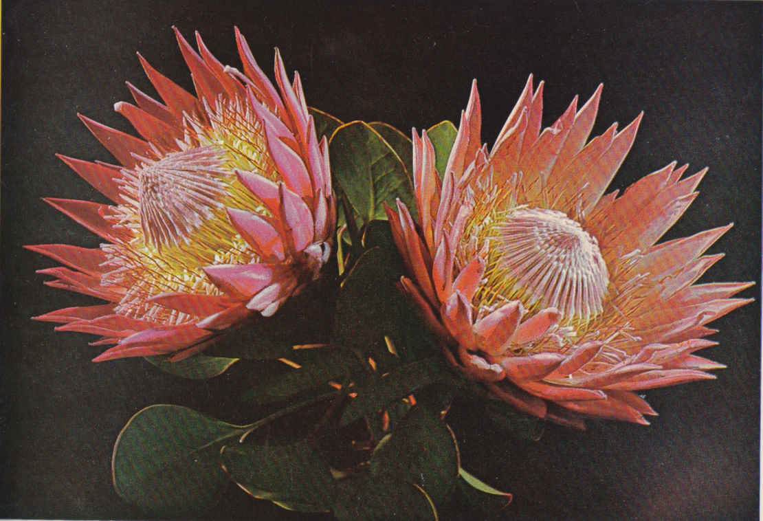 Protea Cynaroides