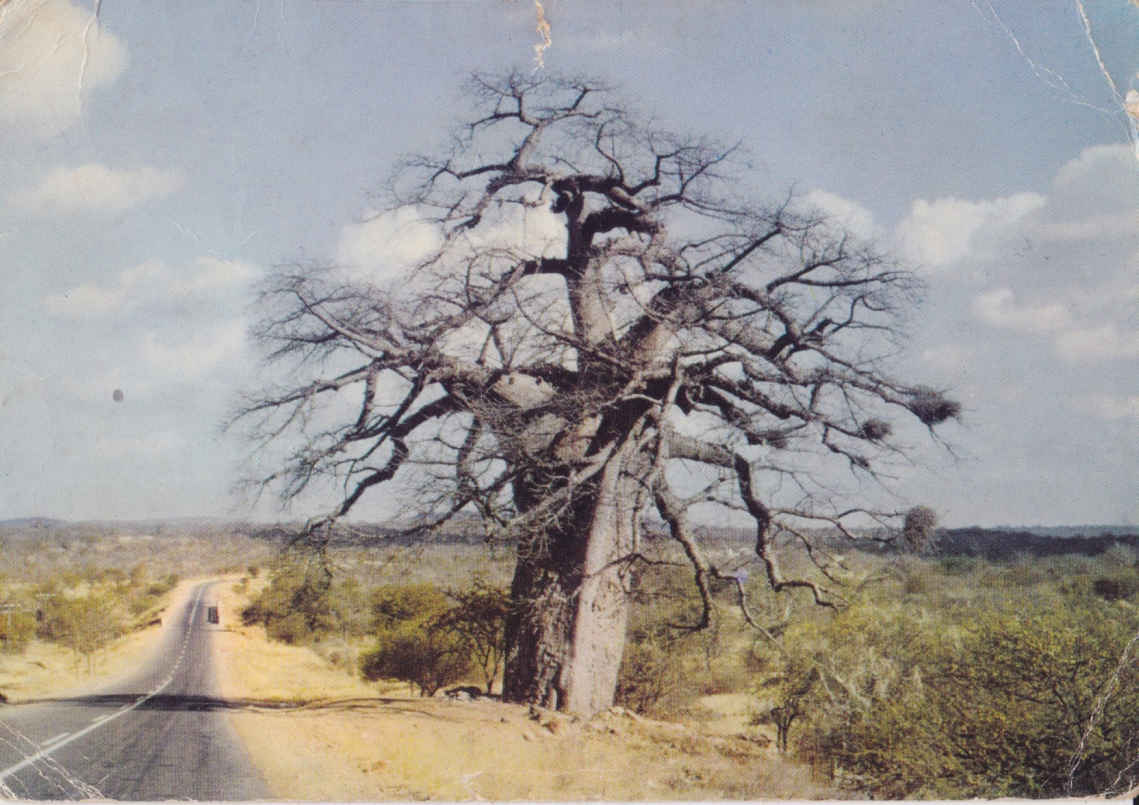 Boabab tree near Messina