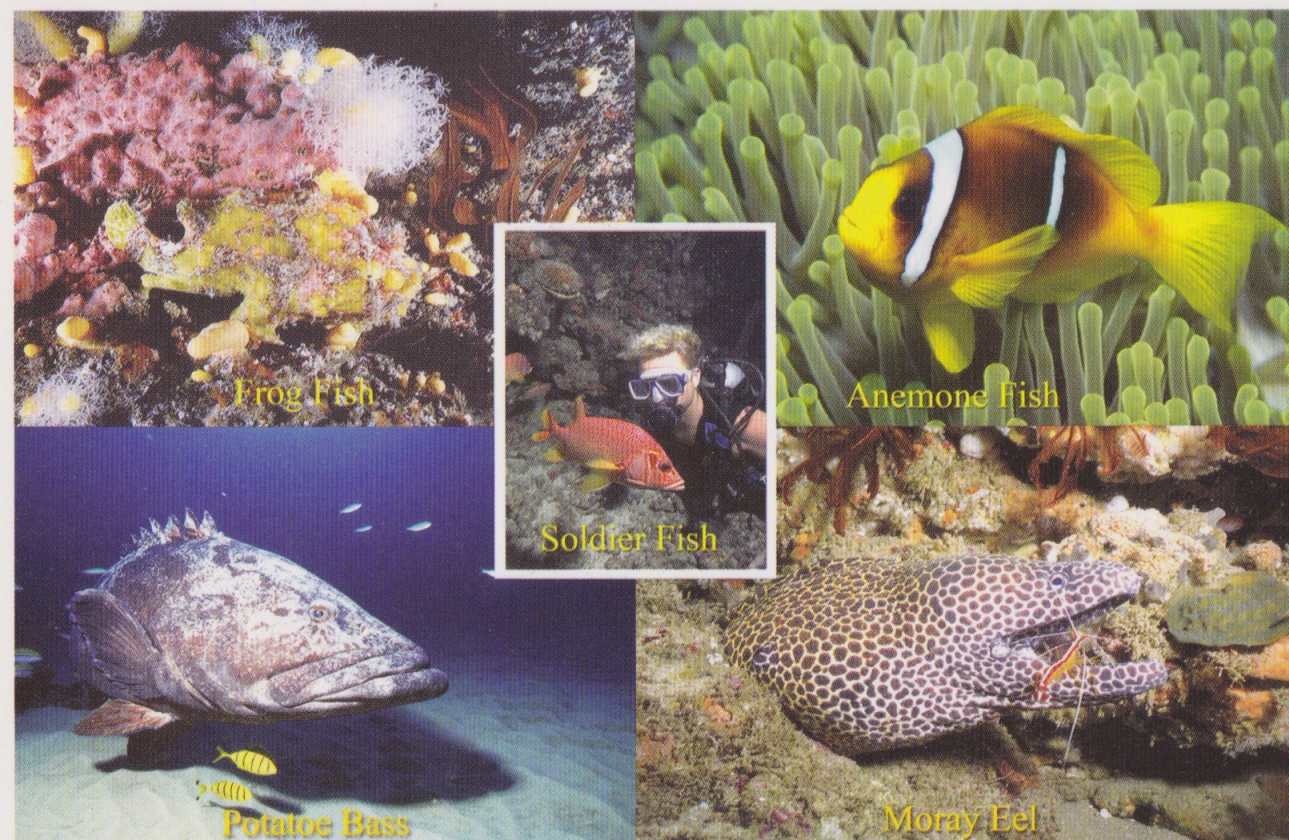 Marine Life, KZN