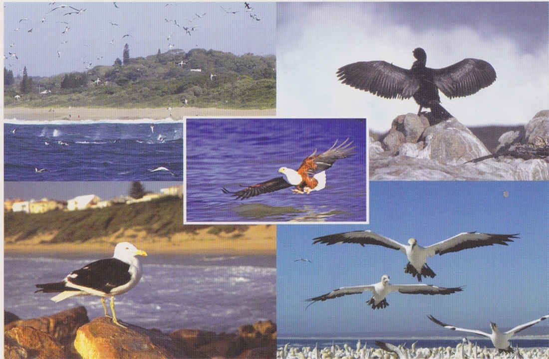 Feathered Visitors at the Sardine Run