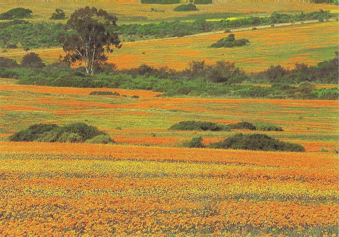 Namaqualand, Kamieskroon Skilpad Wildflower Reserve