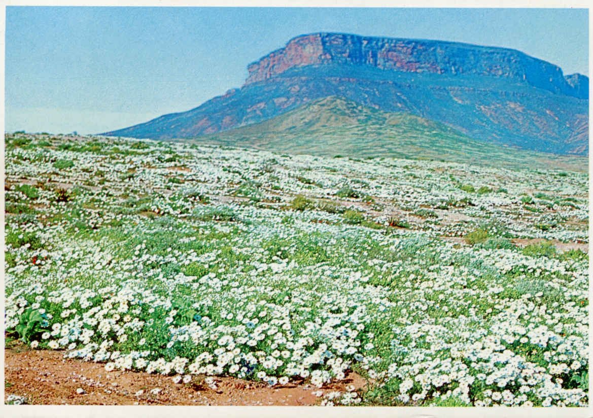 Daisies Namaqualand Cape