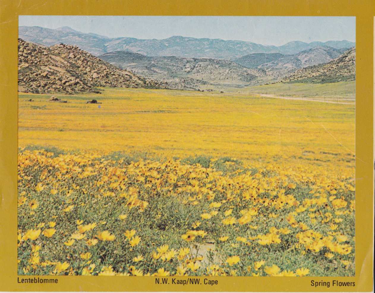 Spring Flowers, Namakwaland