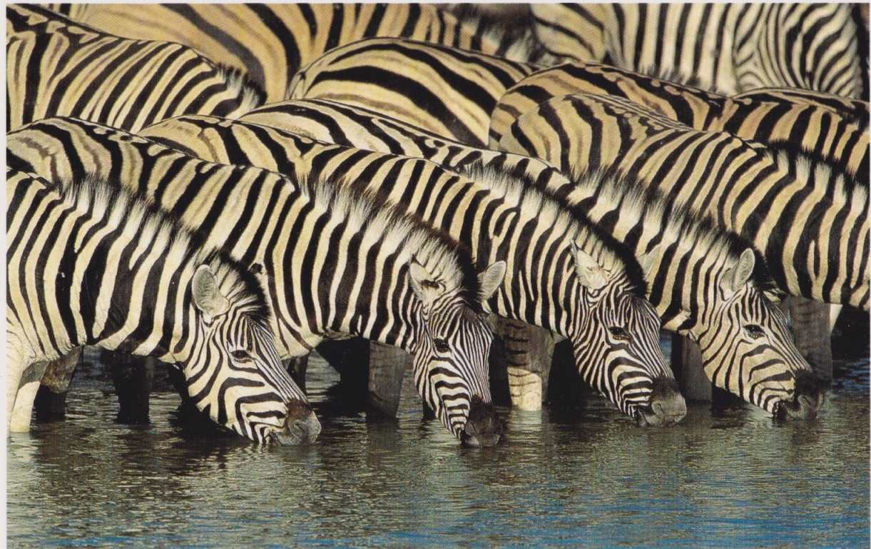 Zebra