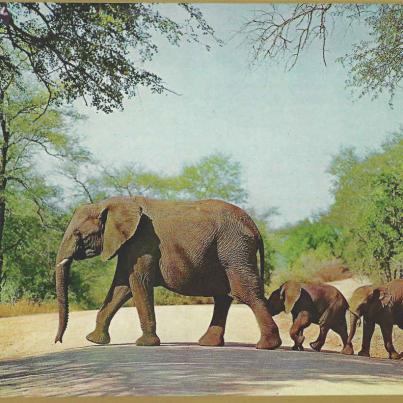 Kruger Nasionale Park
