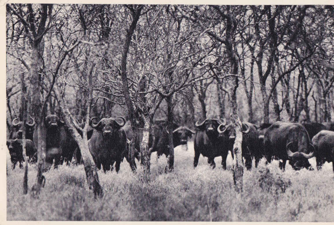 Buffaloes, Kruger National Park