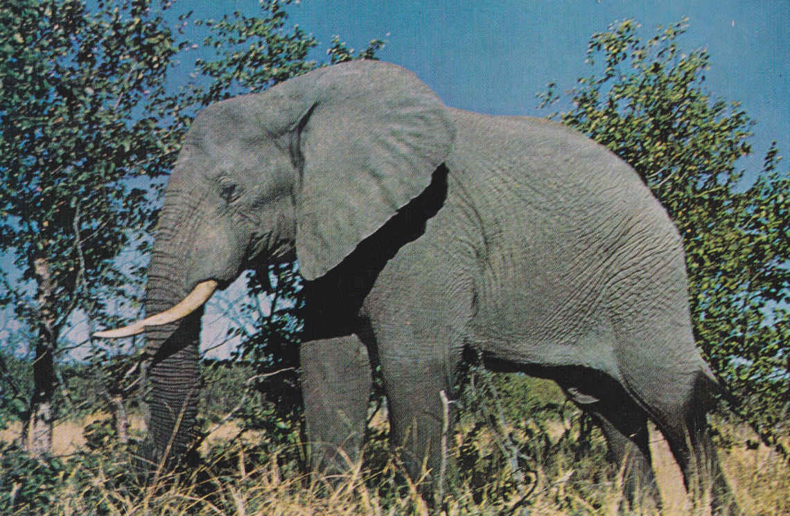Elephant, Kruger National Park