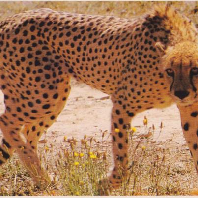 Cheetah