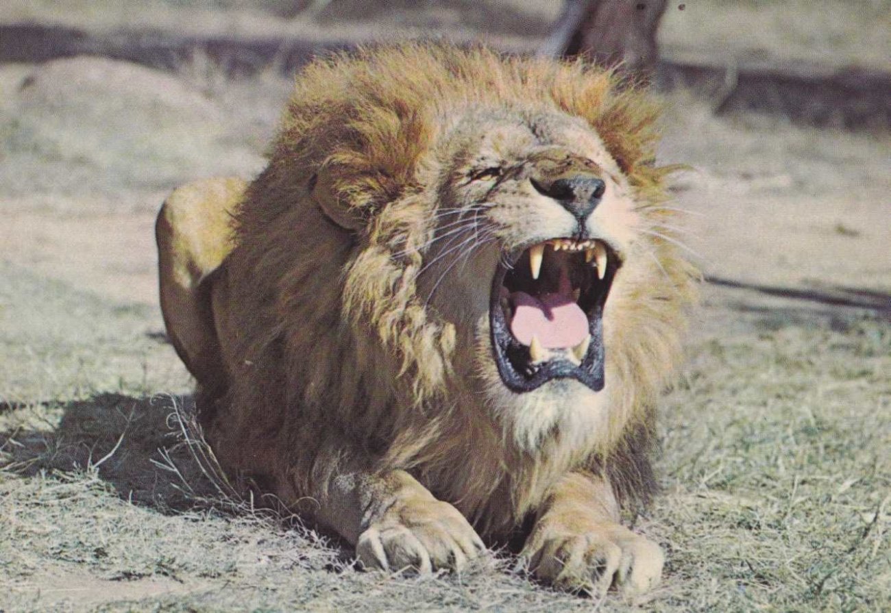 Lion