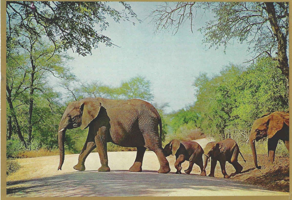 Kruger Wildtuin_Olifante
