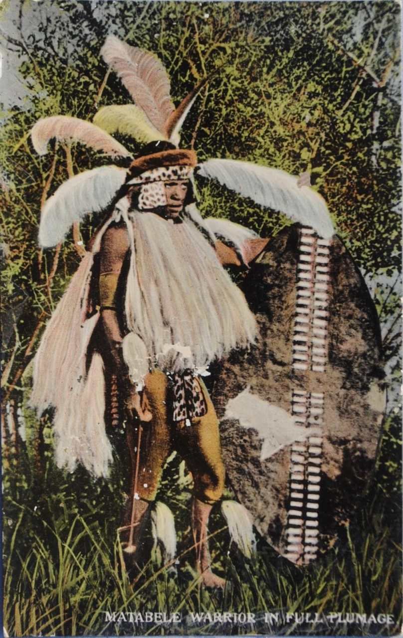 Matabele Worrier, Full Plumage
