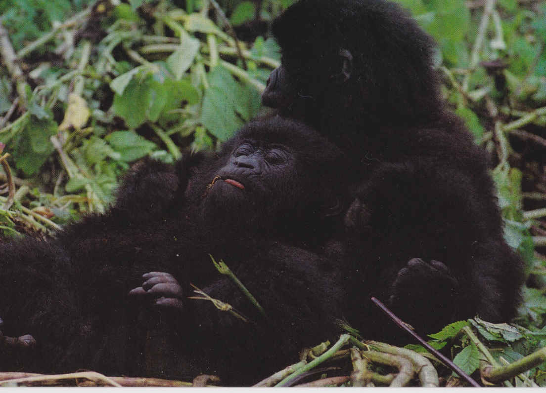 Mountain gorilla, Rwanda