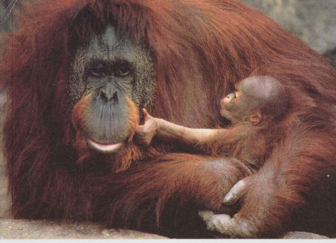 Orang-Utang mother and young