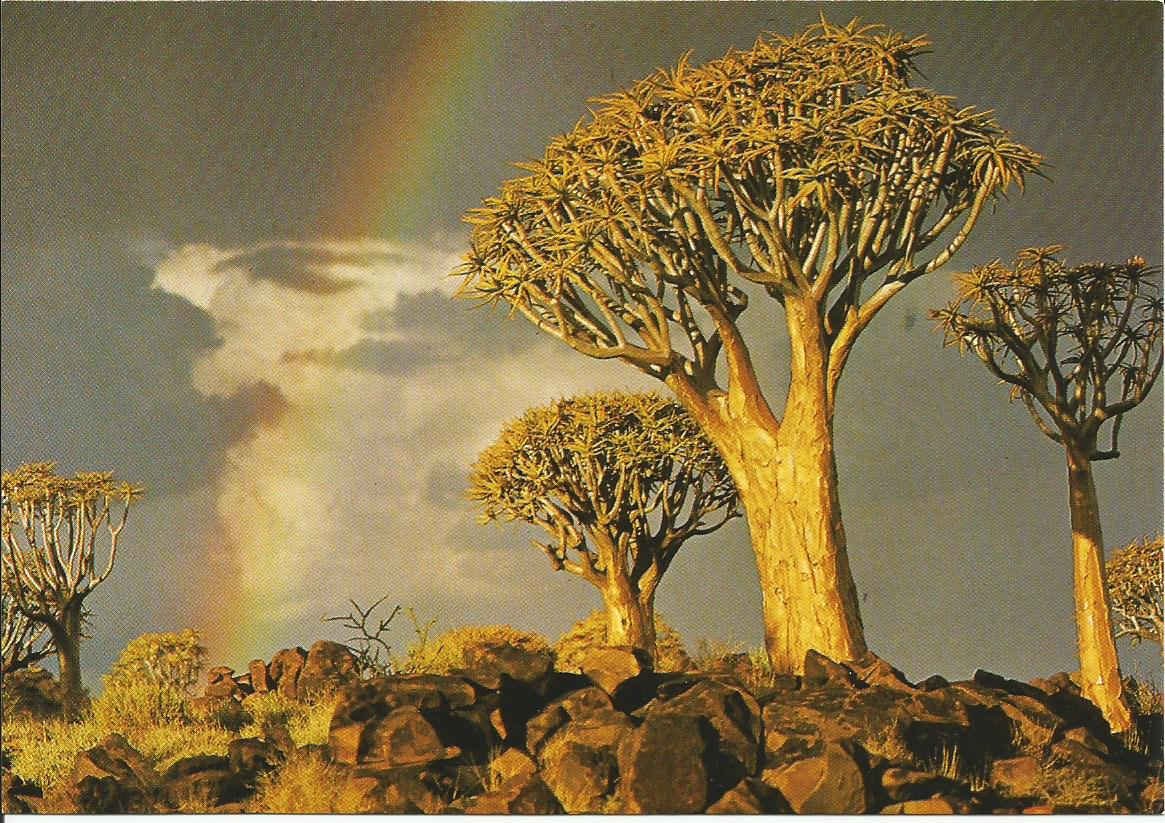 Kokerboom (Aloe Dichotoma) S.W.A.