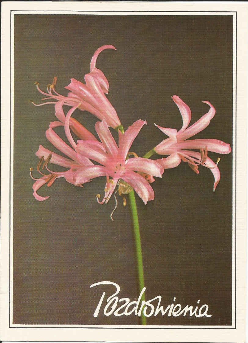 Poland_ Posdrowienia _Kind or best regards_